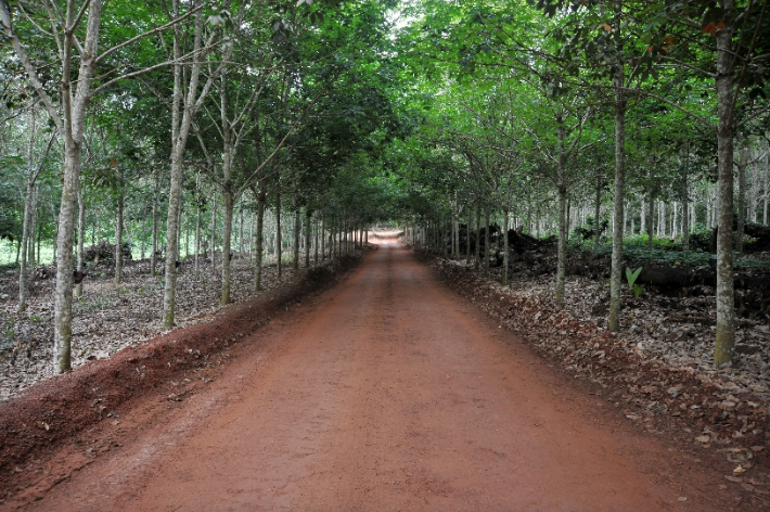 One of our natural rubber plantations in Africa, producing sustainable and fully traceable latex